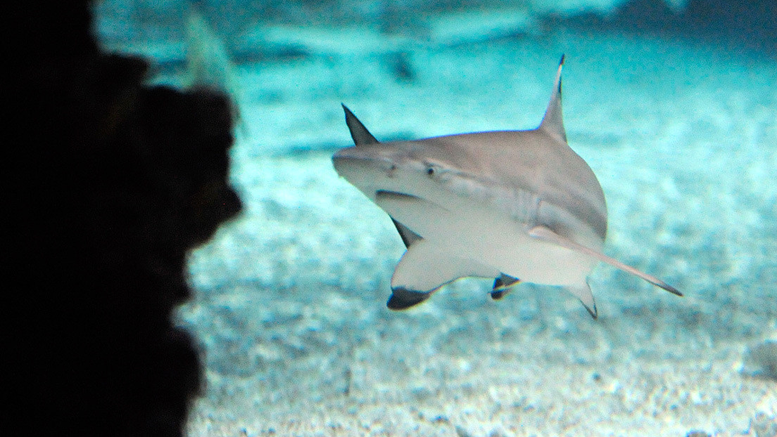 Un buceador 'hipnotiza' a un tiburón para sacarle un anzuelo de la mandíbula