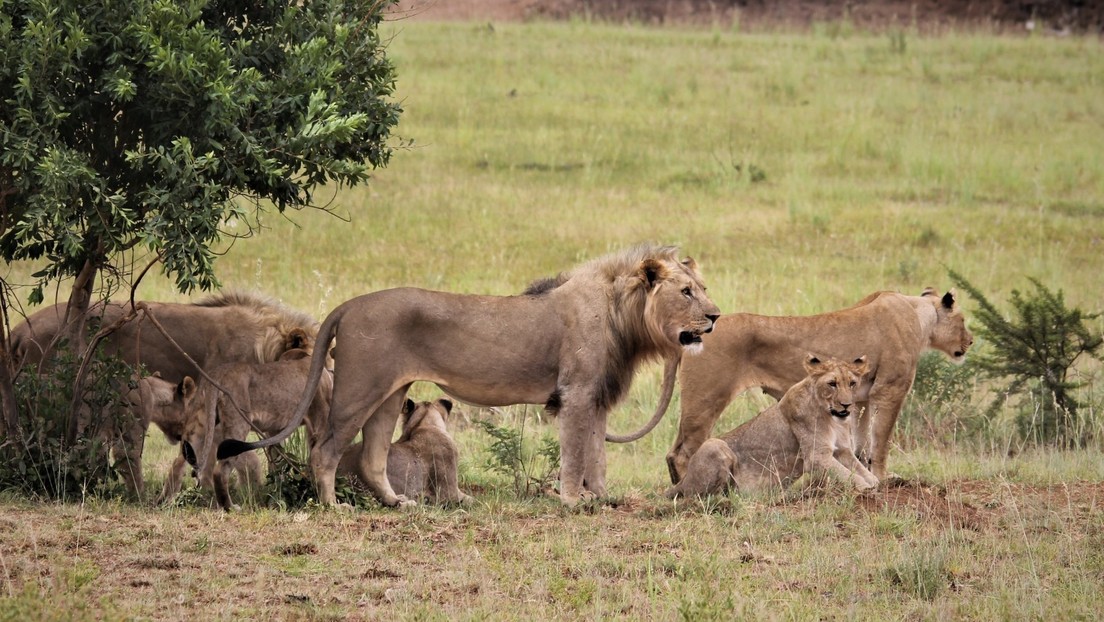 VIDEO: Así expulsa el líder de la manada a un joven león fuera de su  territorio - RT