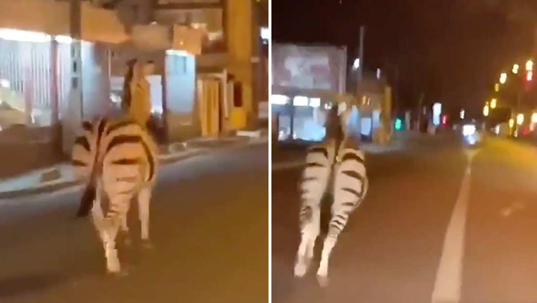 VIDEOS: Una cebra y dos caballos se pasean por las calles de un suburbio de París tras escaparse de un circo