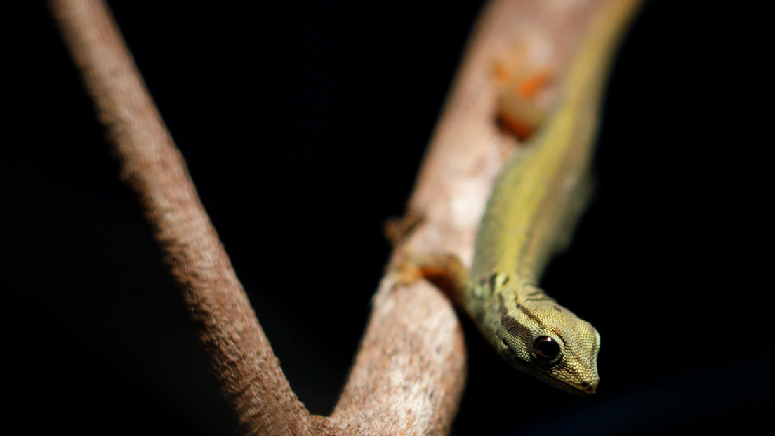 Descubren una nueva especie de reptil en Camboya y advierten que la actividad humana amenaza su existencia