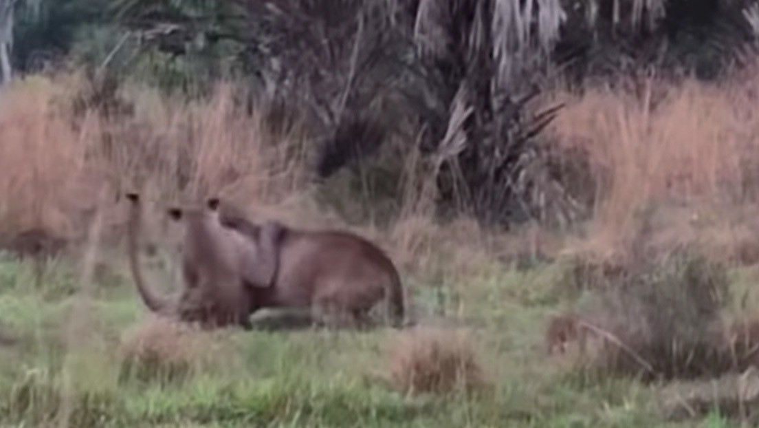 VIDEO: Filman por primera vez a dos pumas norteamericanos atacándose