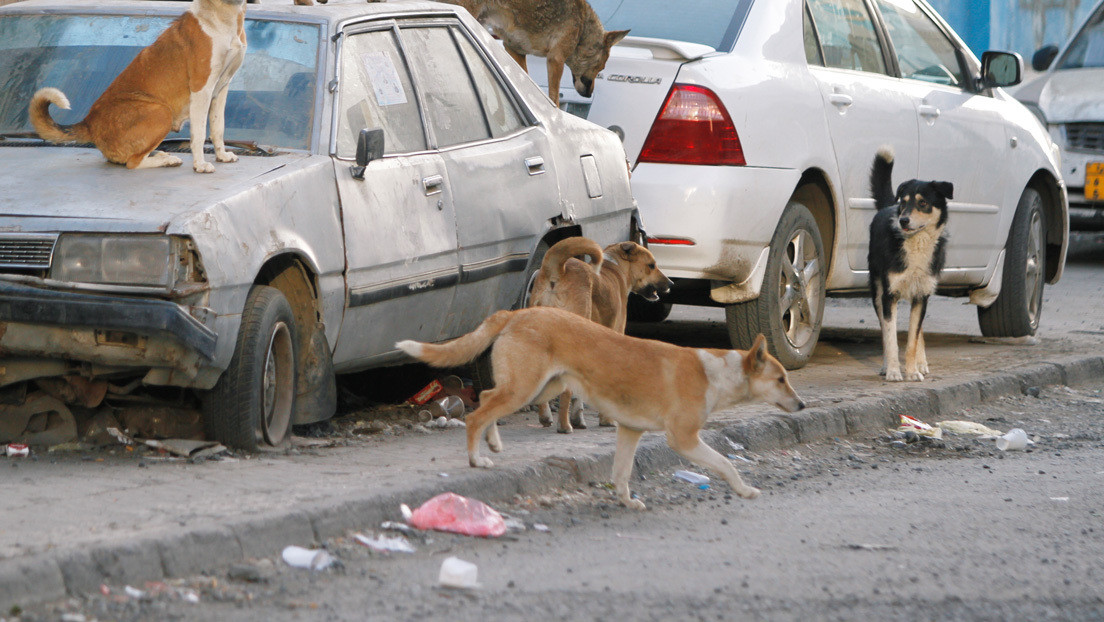 Señalan a los perros como posible eslabón en el camino del coronavirus al 'paciente cero'