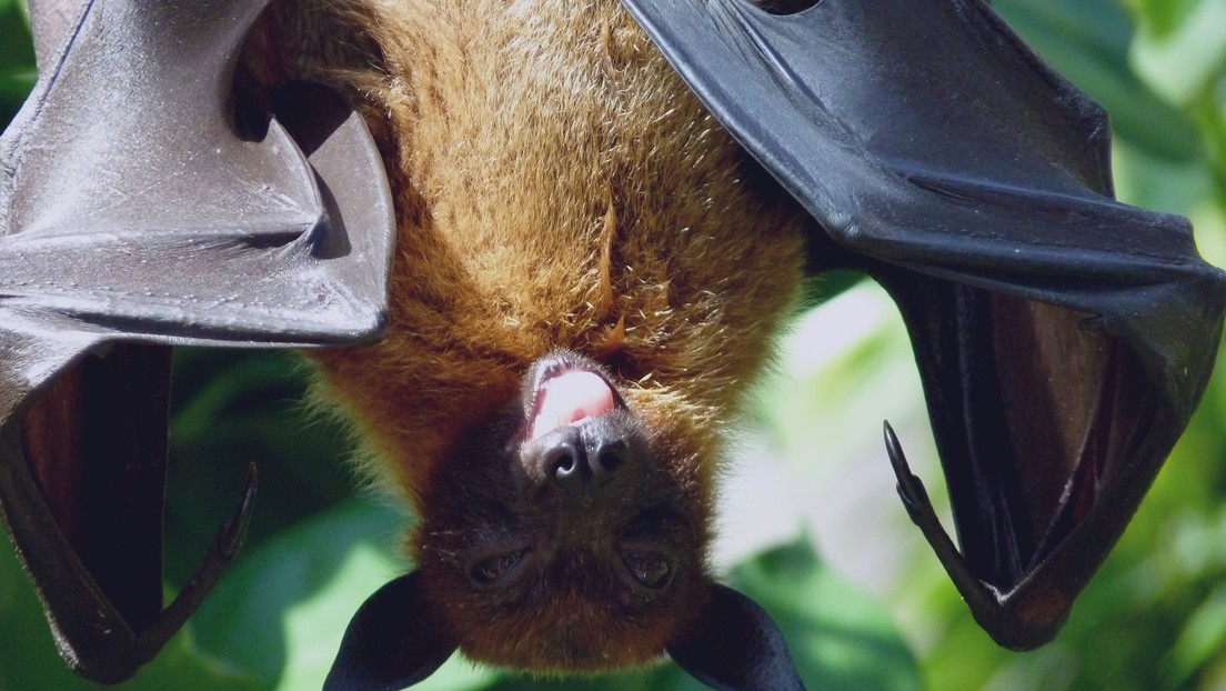 Murciélagos, ¿un reservorio viral de alto riesgo? Un nuevo estudio lo pone en duda