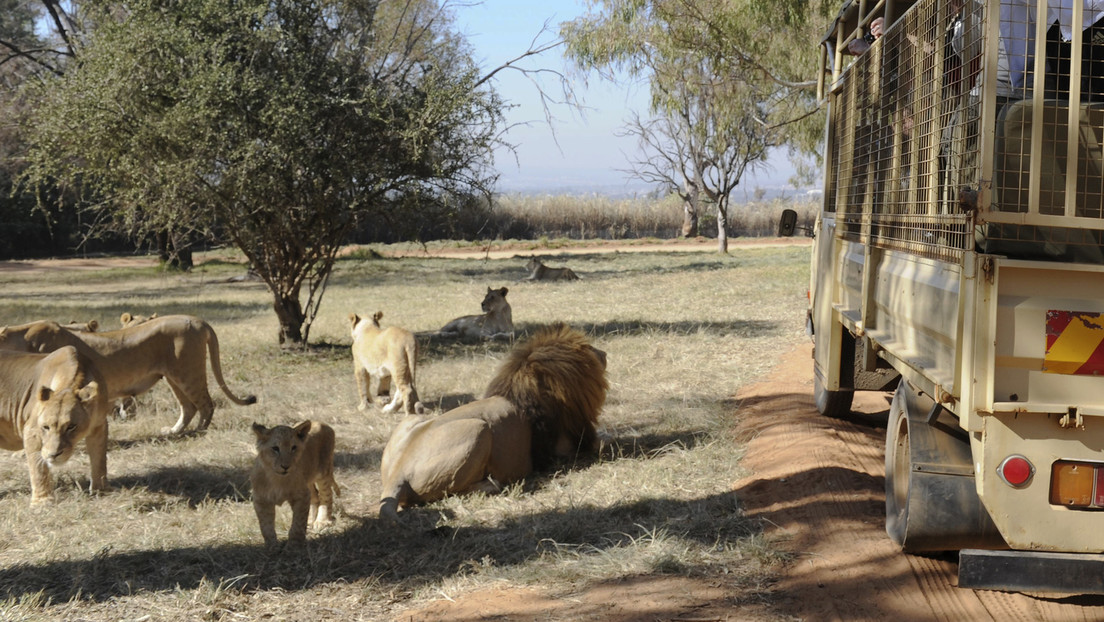 VIDEO: Una manada de leonas 'para' un auto para refugiarse a su sombra del sol