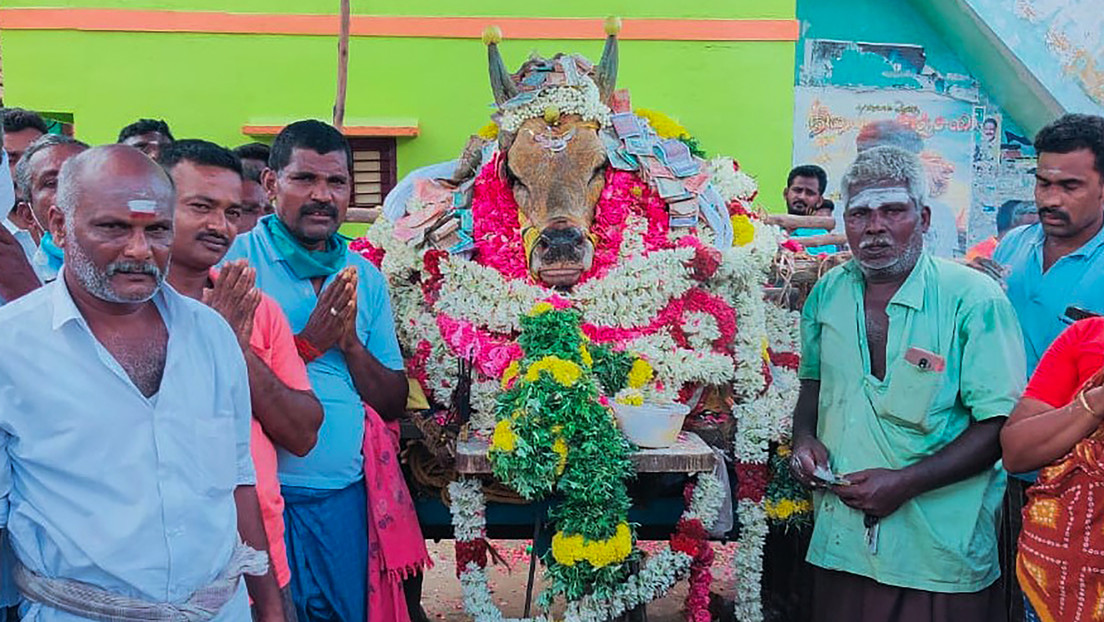 VIDEO: Unos 200 aldeanos indios desafían la cuarentena para enterrar con honores a un toro