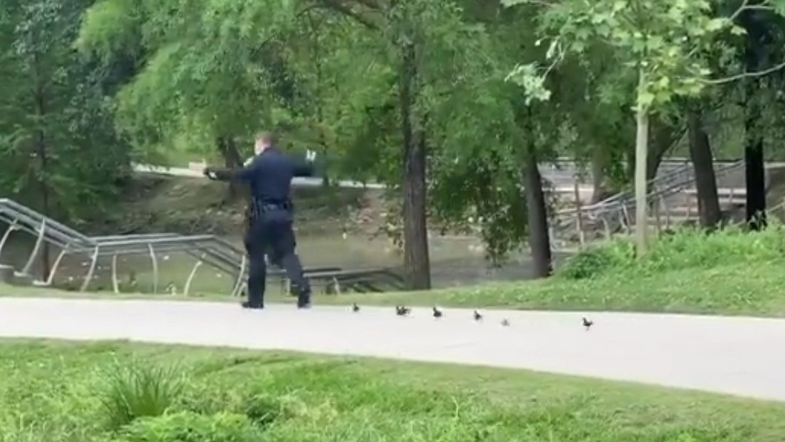 VIDEO: Un policía escolta a siete crías de pato que tratan de encontrar a su madre