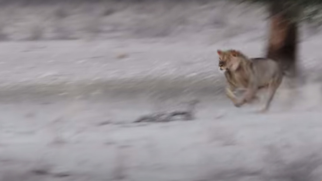 VIDEO: Una hiena se pasea desprevenida frente a tres leones desconociendo el peligro que la acechaba