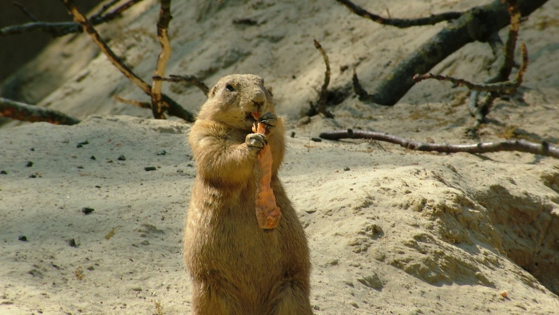 VIDEO: Graba a una marmota comiendo pizza en su jardín mientras observa su casa y 'trolea' a sus perros