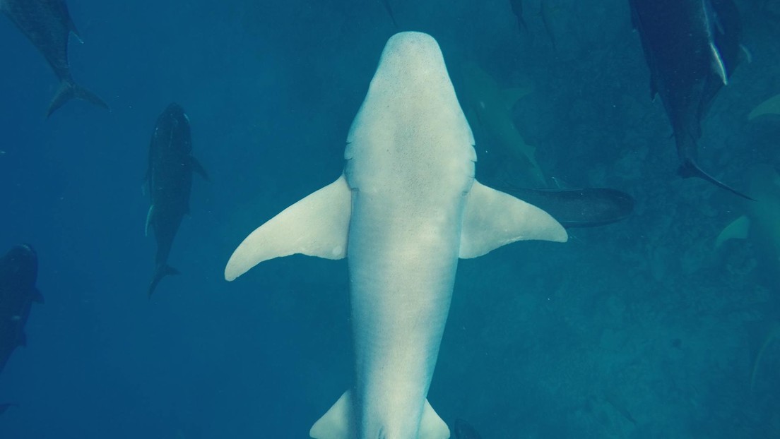 Los tiburones blancos, entre la megafauna marina que podría extinguirse en 100 años