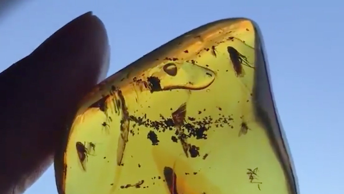 VIDEO: Encuentran un fósil de ámbar de más de 20 millones de años con una burbuja de aire 'flotando' dentro