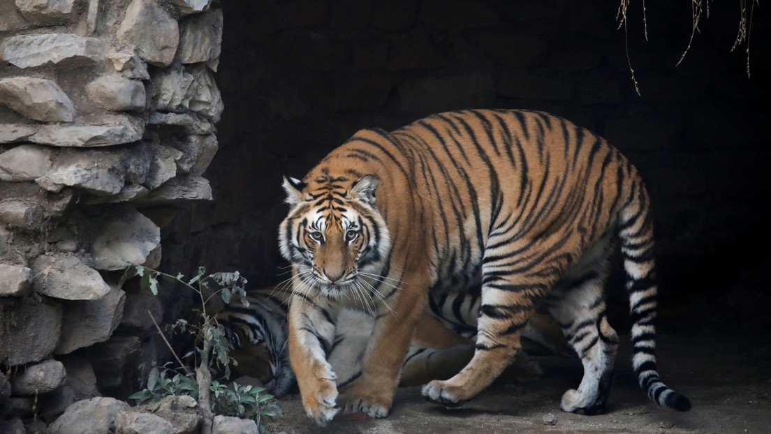 VIDEO: Descubren en Tailandia un zoológico abandonado con decenas de animales hambrientos