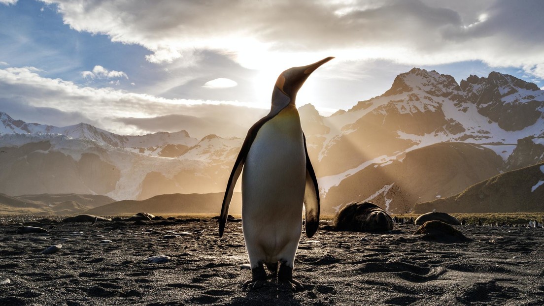 VIDEO: Pingüinos se adueñan de las calles vacías en Sudáfrica
