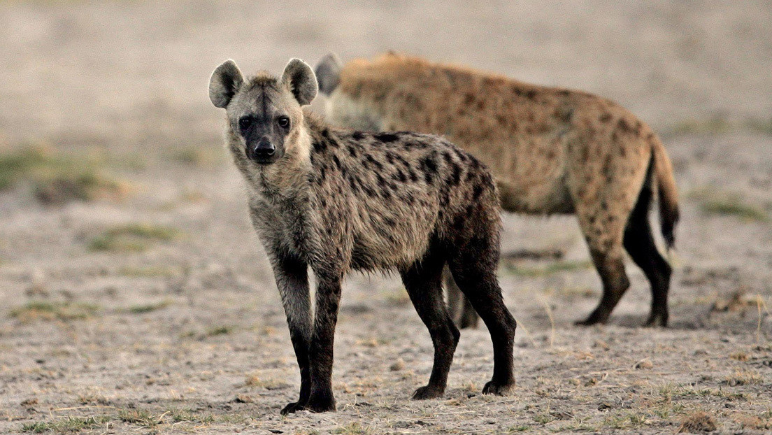 VIDEO: Una niña de dos años juega con una manada de hienas