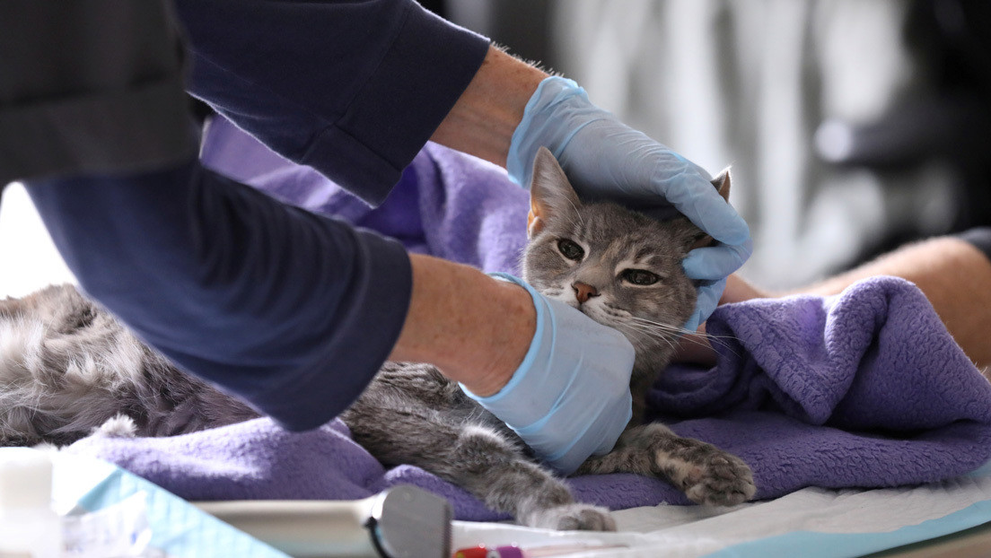 Dos gatos dan positivo por coronavirus y se convierten en las primeras mascotas con covid-19 en EE.UU.
