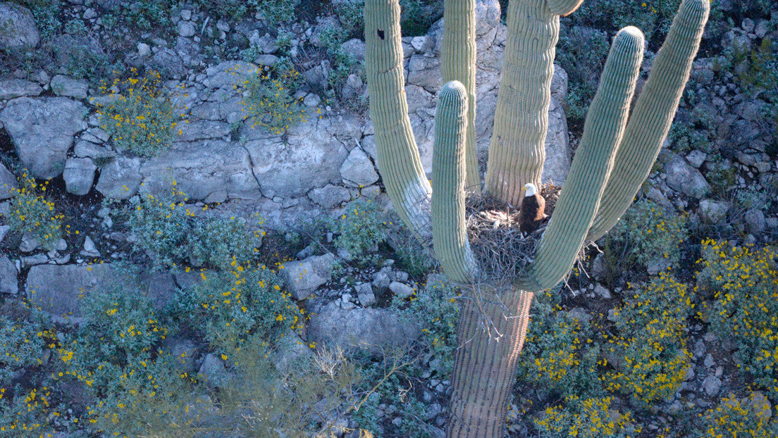 Logran  por primera vez fotografiar nidos de águilas calvas en los cactus de Arizona