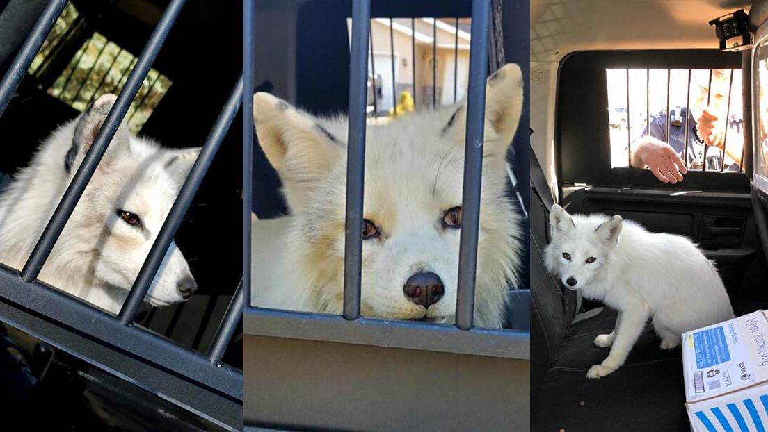 FOTOS: Llaman a un policía para capturar un 'perro' pero resulta ser un animal salvaje
