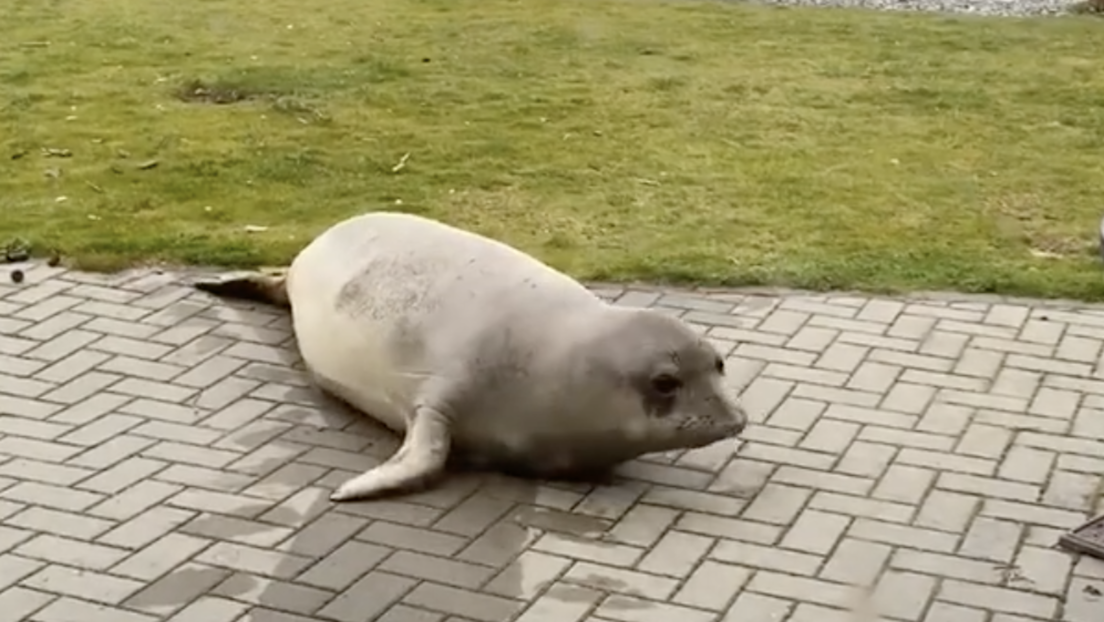 Un estadounidense en cuarentena recibe la inesperada visita de un elefante marino (VIDEOS)