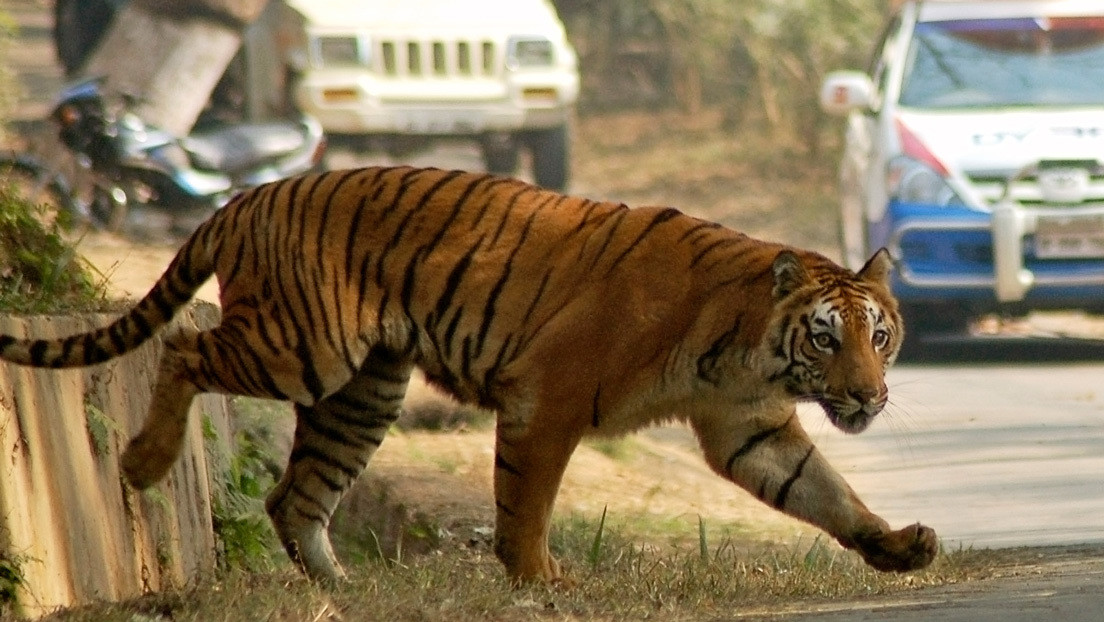Los tigres matan a decenas de personas en India durante la cuarentena por la pandemia de covid-19