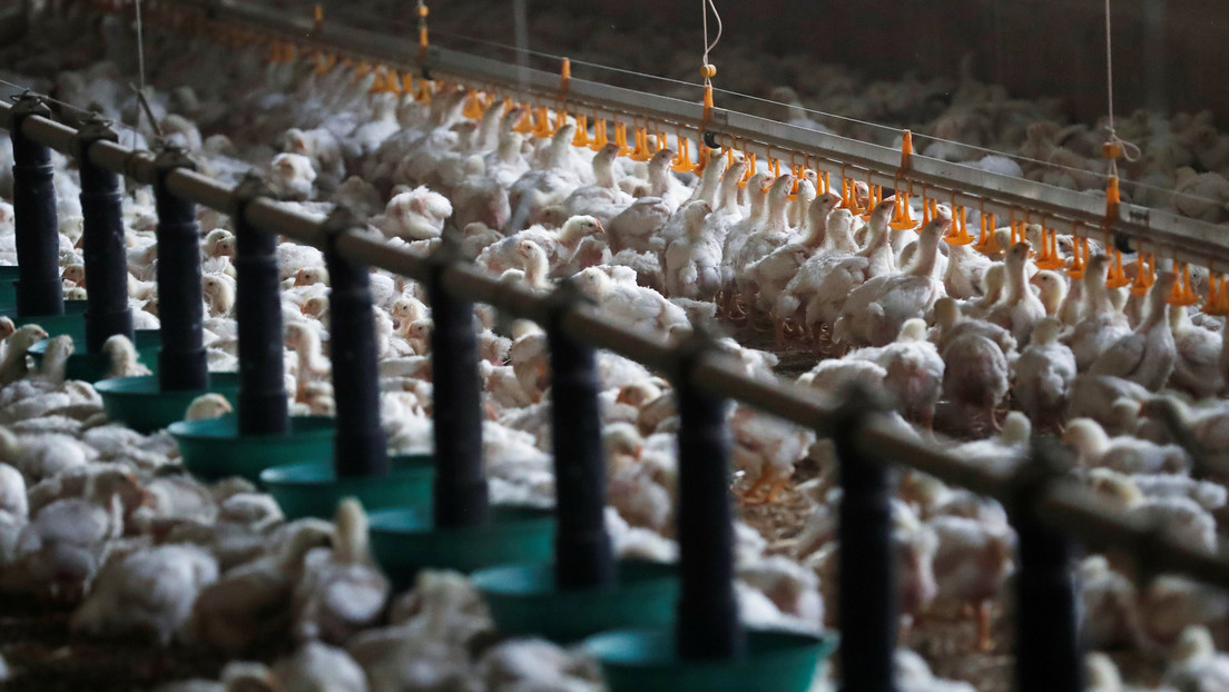 Dos millones de gallinas serán sacrificadas en una planta procesadora de EE.UU. por falta de empleados