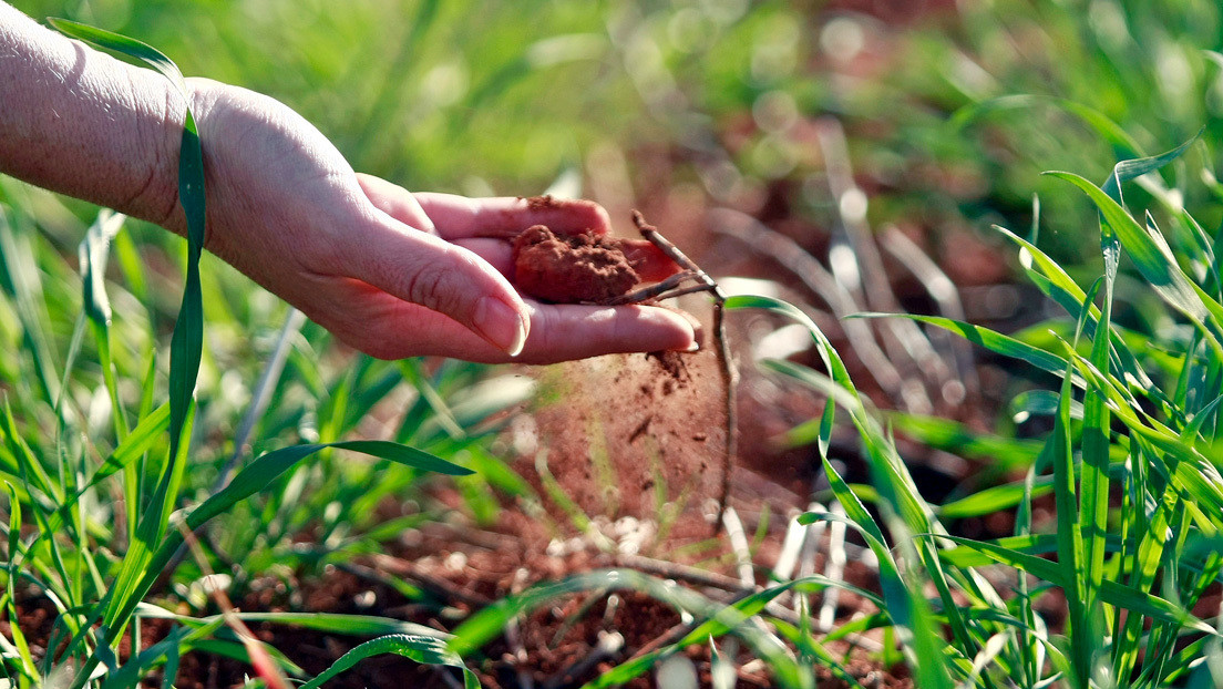 Cubrir las heridas con tierra puede ayudar a curar hemorragias graves