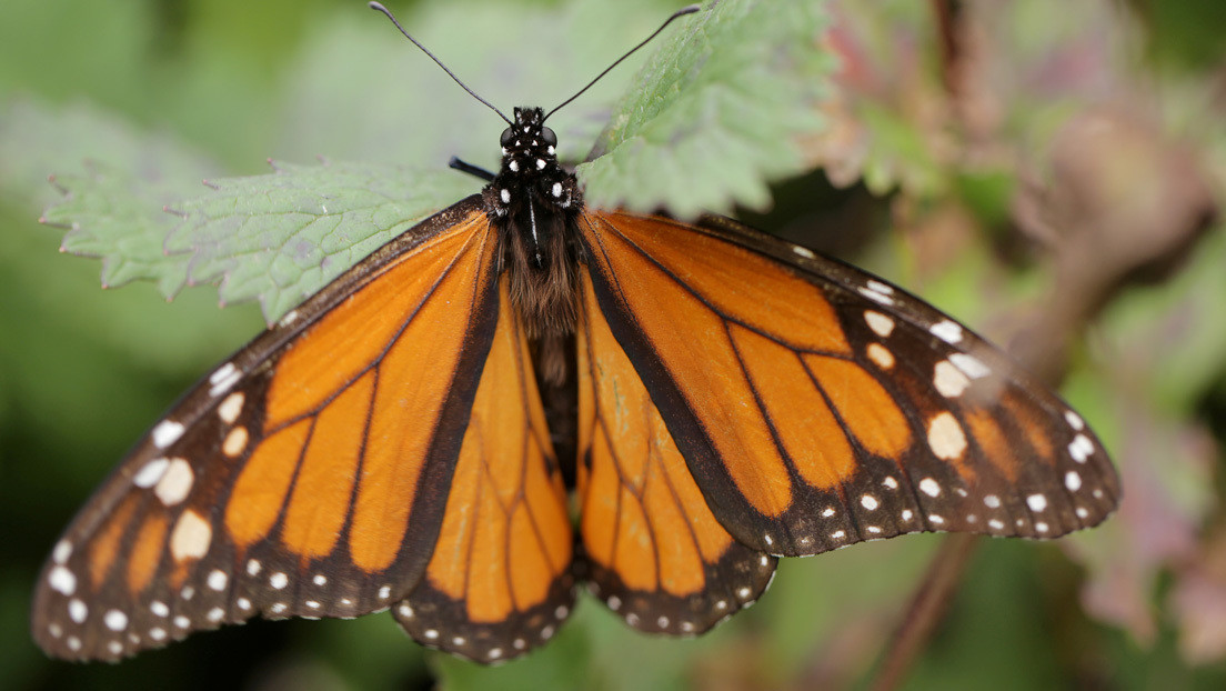 VIDEO: Cuelan un dron con forma de colibrí en medio de miles de mariposas monarca
