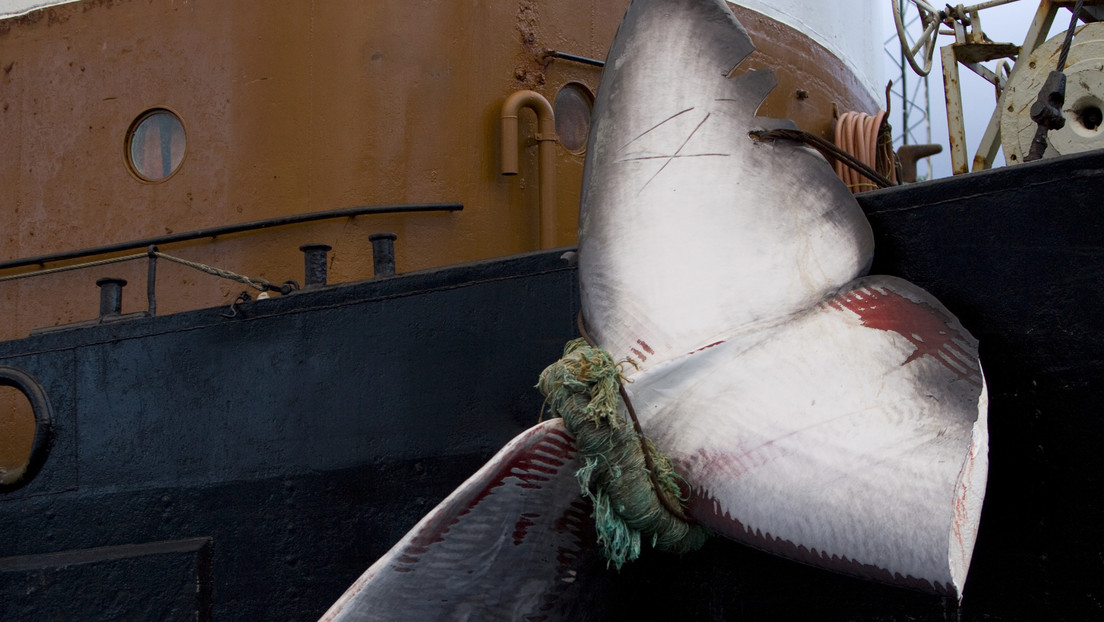 Se cancela en Islandia la caza de ballenas por segundo año consecutivo