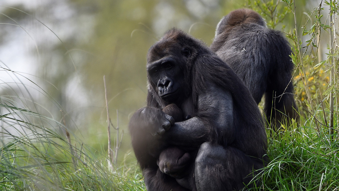 VIDEO: Graban por primera vez cómo los gorilas salvajes 'cantan' mientras comen