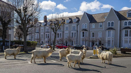 VIDEO: Las cabras toman una ciudad de Gales en plena cuarentena