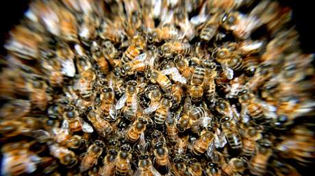 Científicos descubren en Panamá una abeja mitad hembra y mitad macho (FOTOS)