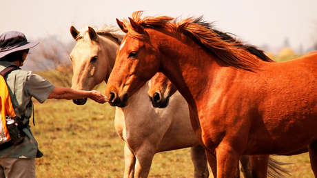 Estudio señala que la domesticación y explotación de la vida silvestre aumentan el riesgo de transmisión de virus de animales a personas