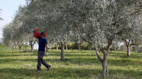 Un bacilo que propagan las cigarras podría acabar con los olivos de Europa