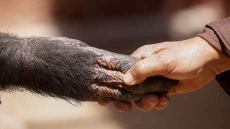 Graban a un chimpancé encadenado montado en bicicleta para desinfectar las instalaciones de un zoo contra el covid-19