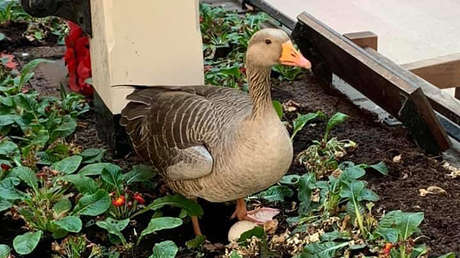 FOTO: Una gansa aprovecha el covid-19 para poner un huevo en una estación de tren británica