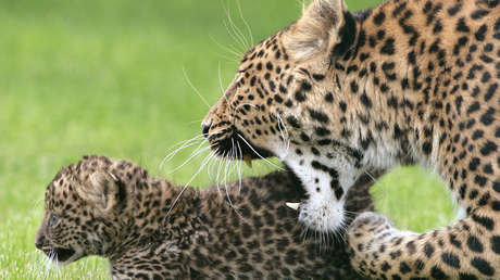 VIDEO: Leoparda intenta cruzar una carretera, aunque sus cachorros tienen otros planes