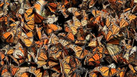 Descubren que el "apocalipsis de los insectos" es más complicado de lo que se pensaba