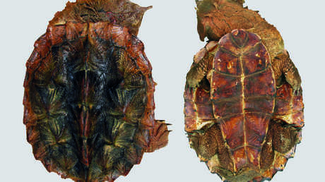 FOTO: Descubren una nueva especie de tortuga que parece una piedra