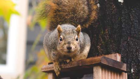 Con mesas y hasta perchero: un estadounidense abre un restaurante para ardillas y pájaros (FOTOS)