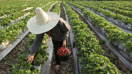 Este país asiático entregará dinero al sector agrícola para enfrentar la pandemia de coronavirus