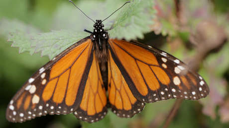VIDEO: Cuelan un dron con forma de colibrí en medio de miles de mariposas monarca