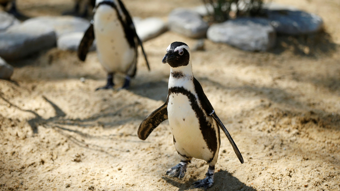 VIDEO: En un zoológico de Singapur sacan a pasear a los pingüinos para que no se aburran