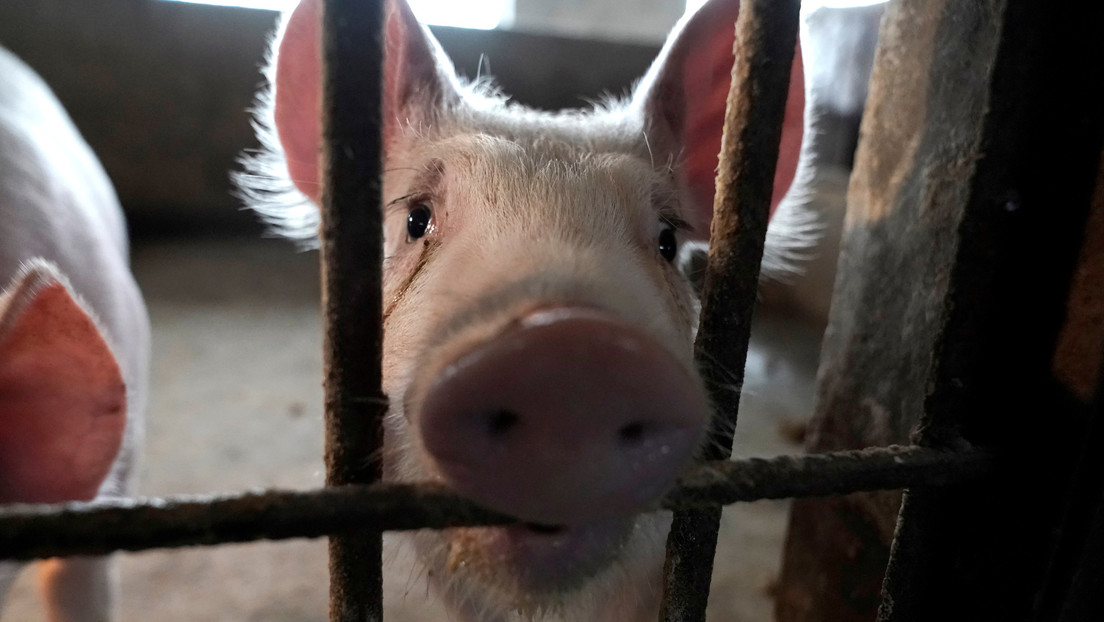 Granjeros de EE.UU. tienen que sacrificar 700.000 cerdos sanos por semana debido a la pandemia de coronavirus