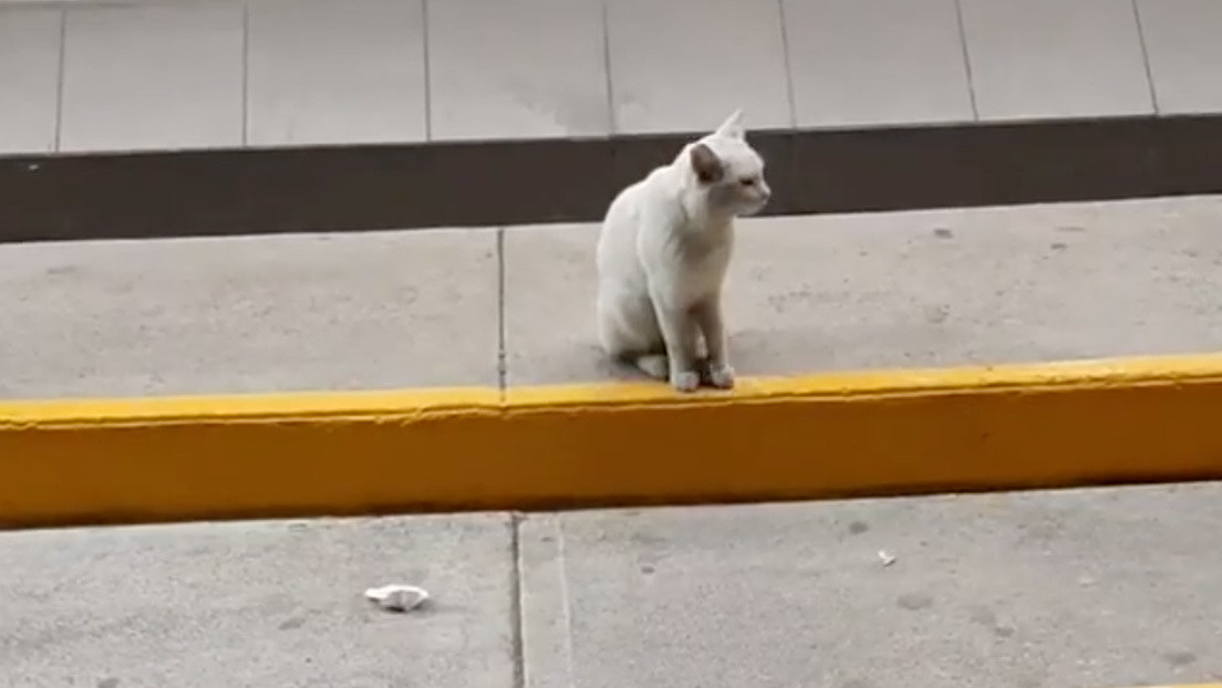 VIDEO: Un gato callejero entra con una mujer en un supermercado y le señala su comida favorita