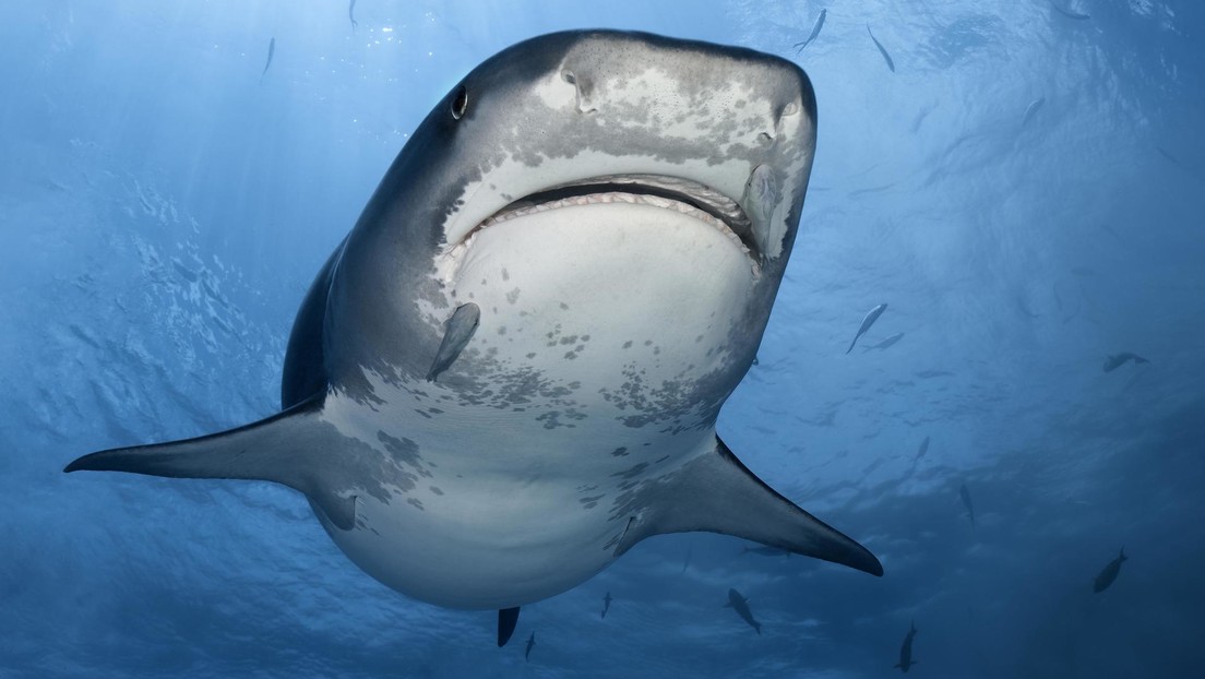 VIDEO: Captan a un tiburón de entre 3 y 4 metros frente a una playa española