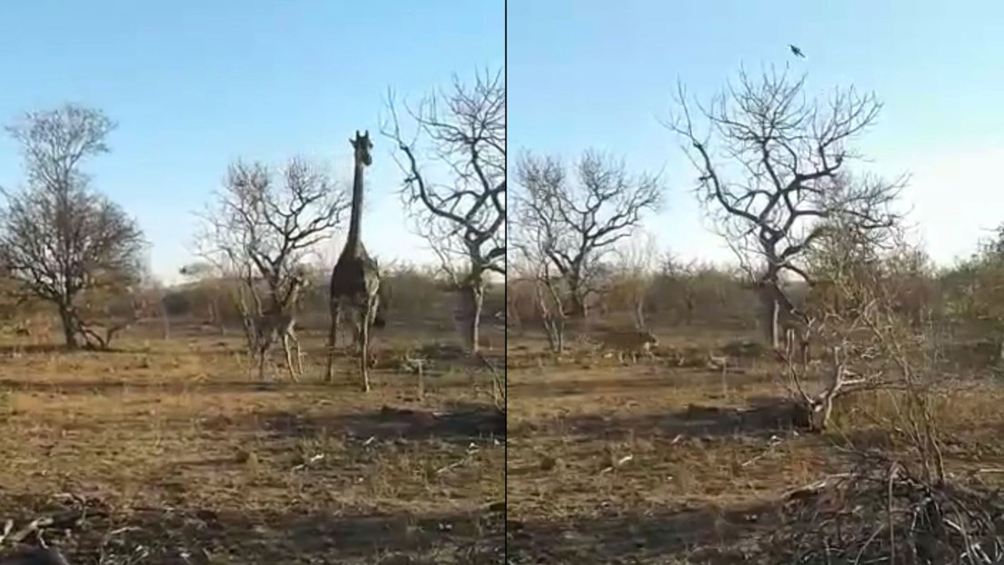 VIDEO: Una jirafa intenta defender a su cría del ataque de unas leonas