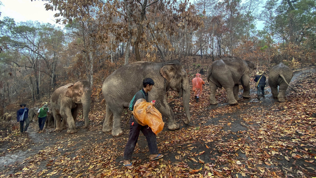 Elefantes tailandeses 'desempleados' debido al coronavirus regresan caminando a su hábitat