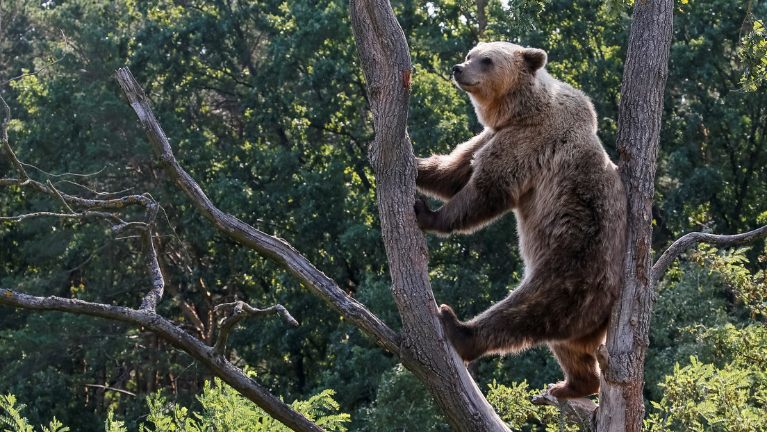 VIDEO: Un oso sube al balcón de un segundo piso en una localidad de Italia