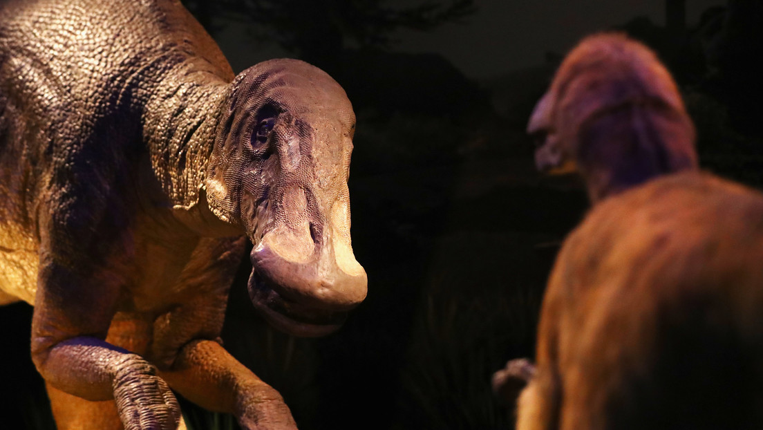'Jurassic Park' se equivocó: una investigación sugiere que una especie de velociraptor no cazaba en manada