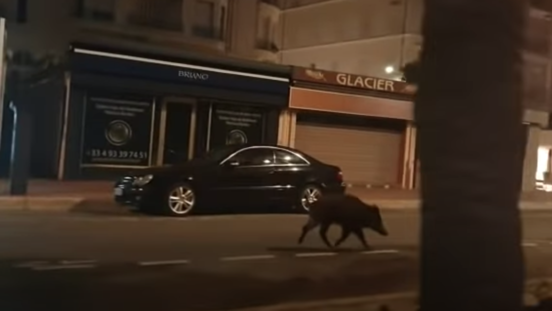 VIDEO: Un jabalí aprovecha el confinamiento y se pasea por Cannes