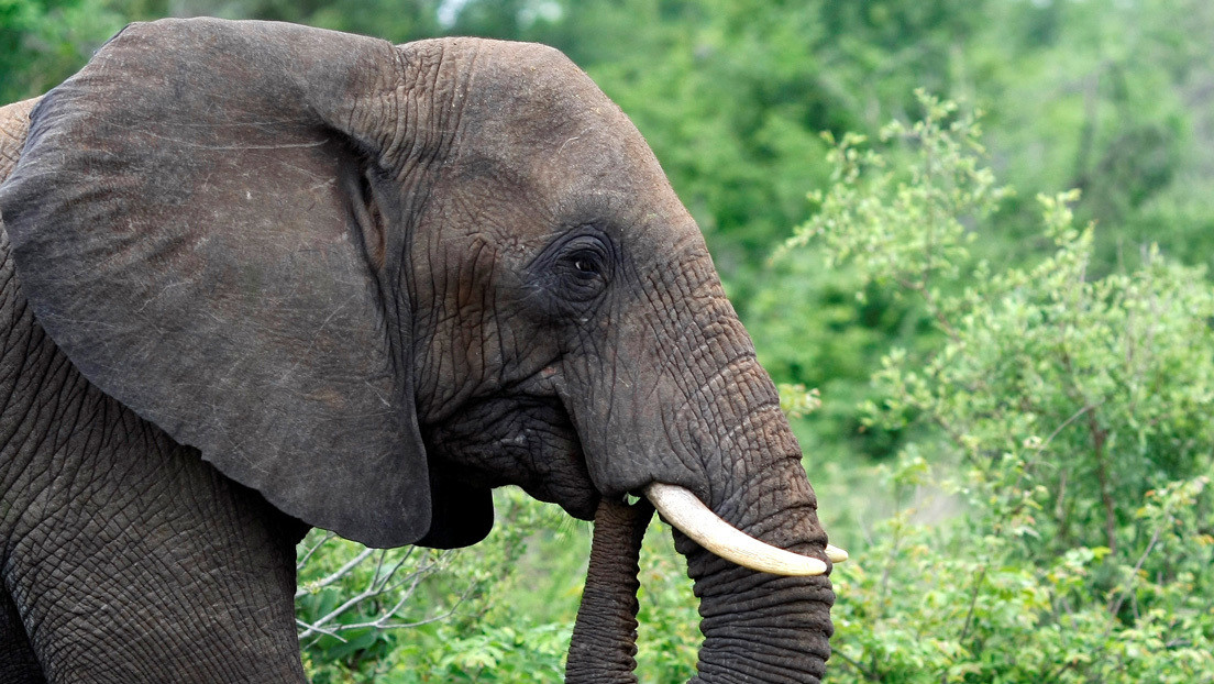 VIDEO: Un elefante atraviesa la recepción de un hotel en África para llegar a su árbol frutal favorito