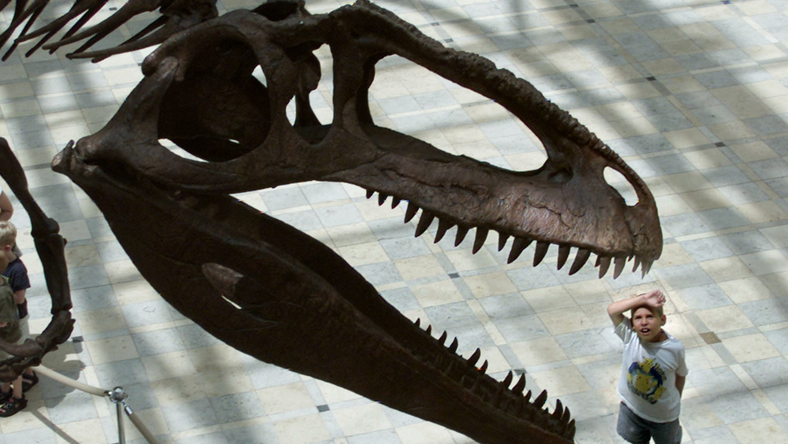 Descubren en Argentina un enorme megarraptor de diez metros de largo que vivió hace 70 millones de años